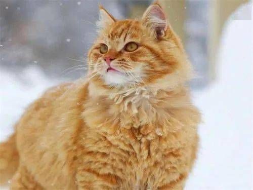 宠物猫产后月子期护理要点