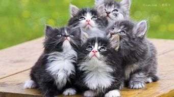 宠物猫产后月子期护理要点