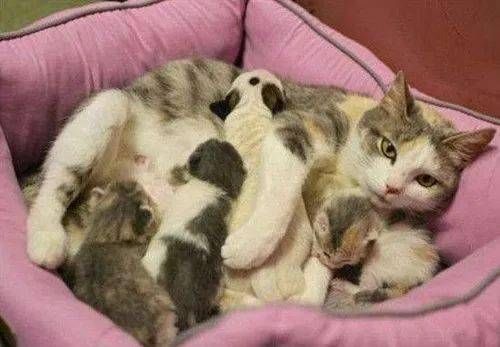 宠物母猫产后护理要点
