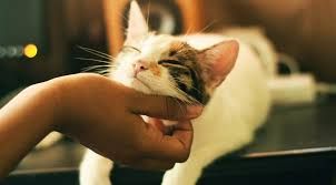 猫咪护理要点：你需要知道的一切