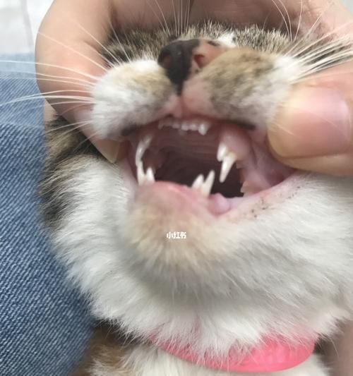 猫咪牙齿几个月换完？换牙期的护理要点是什么？