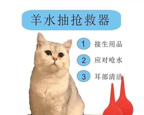 猫咪分娩结束后的观察要点是什么？如何确保母猫和幼崽健康？
