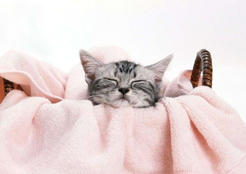 新手养猫指南:断奶猫护理要点