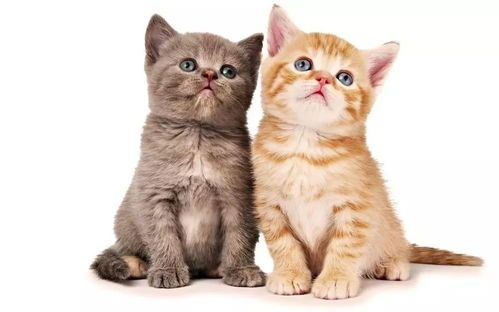 猫咪怀孕症状及宠物护理要点