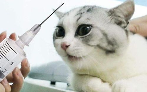 猫咪怀孕症状及宠物护理要点