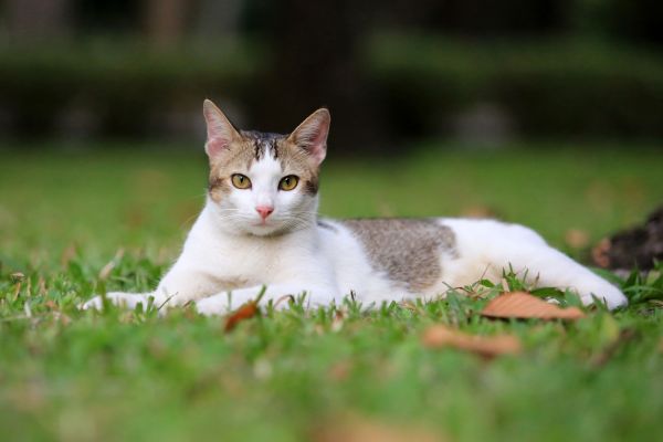 老年猫咪 Old cat