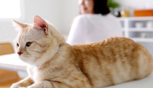 宠物小猫视力受损,护理要点全解析