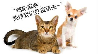 小猫产后护理要点，宠物主人必看！