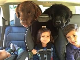 夫妻养了两条体型硕大的纽芬兰犬 它们很好地成为孩子们的保姆
