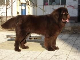纽芬兰犬的历史起源
