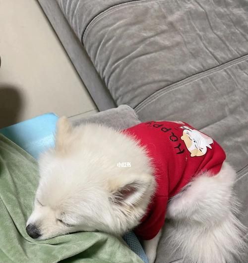 狗——人类最忠诚的伙伴（探究狗类的起源、特征和与人类的紧密关系）