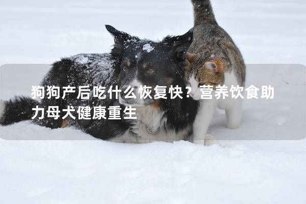 狗狗产后吃什么恢复快？营养饮食助力母犬健康重生