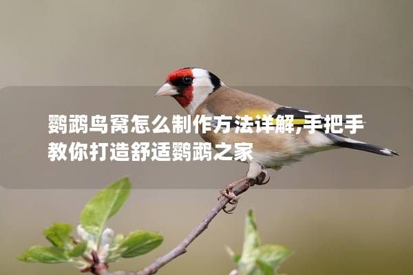 鹦鹉鸟窝怎么制作方法详解,手把手教你打造舒适鹦鹉之家