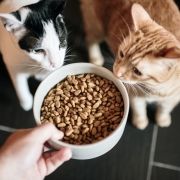 十大猫饲料排行榜