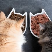 如何选择猫饲料？猫饲料选购指南