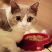 猫粮哪个牌子好 - 10大猫粮品牌排行榜
