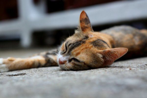 宠物猫怀孕期间要注意什么？