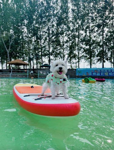 和狗狗一起畅游夏日