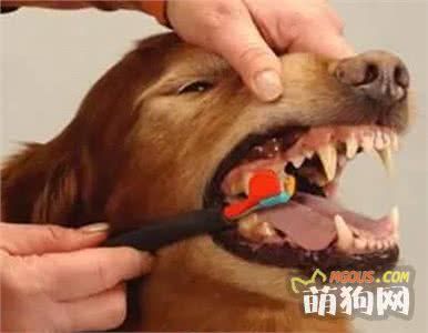 经验丨狗狗牙齿松动怎么办？保养得当晚掉2年牙！