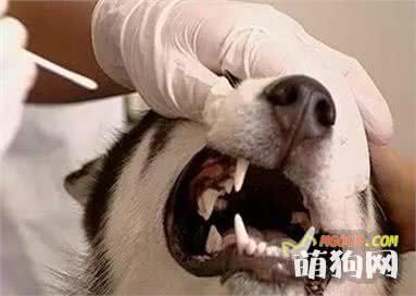经验丨狗狗牙齿松动怎么办？保养得当晚掉2年牙！