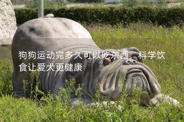狗狗运动完多久可以吃东西，科学饮食让爱犬更健康