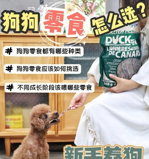 如何正确为宠物狗补充营养？（从饮食习惯到补充品种类，全面科普！）