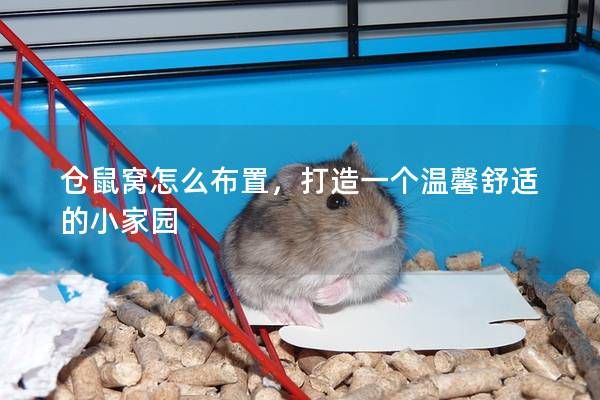 仓鼠窝怎么布置，打造一个温馨舒适的小家园