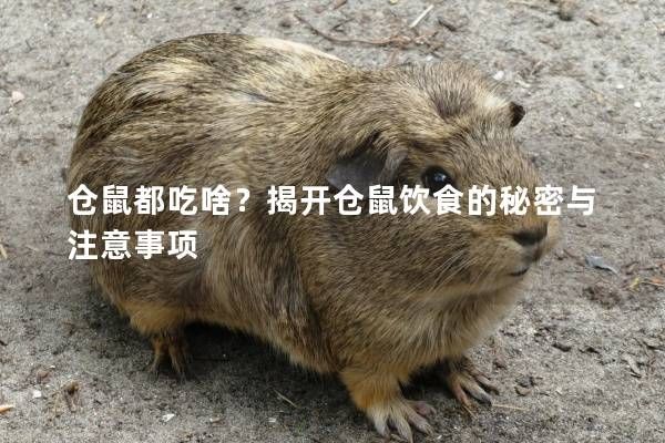 仓鼠都吃啥？揭开仓鼠饮食的秘密与注意事项