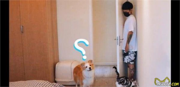 狗狗爱玩的5种游戏，不只能加深与主人的感情，还能消磨过量精力