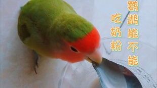 新手必看！如何科学喂食你的宠物小鸟？