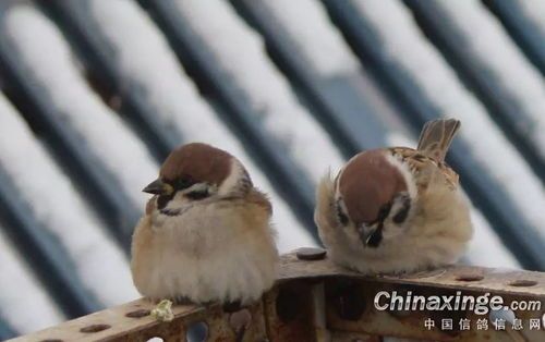 养宠物，鸟儿是佳选。