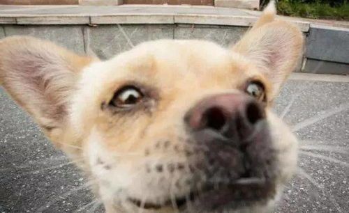 宠物视角：狗狗眼中的世界是黑白的