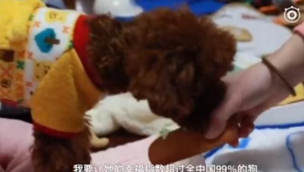 和王思聪的狗有一拼！月薪8000花3000养狗，网友：我酸了！
