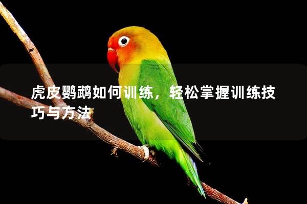 虎皮鹦鹉如何训练，轻松掌握训练技巧与方法