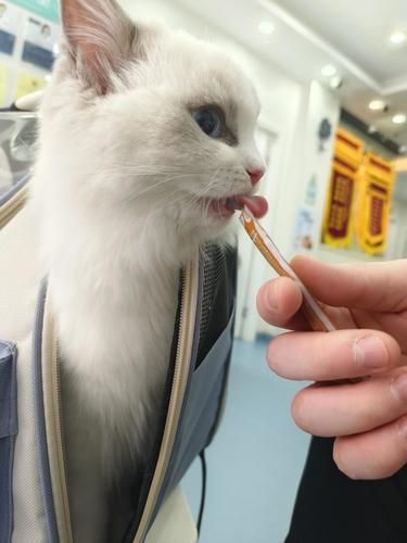 猫咪打疫苗
