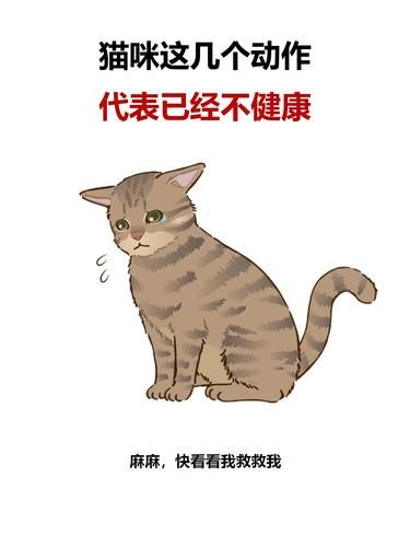 猫咪求救信号，你能看懂吗❓