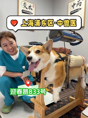 上海浦东宠物有福啦！靠谱中兽医针灸在这里[比心]