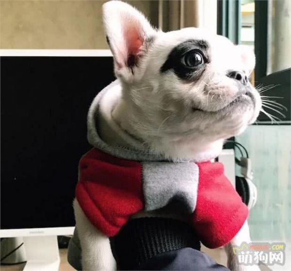季节变化，养狗的这些细节你注意到了吗？