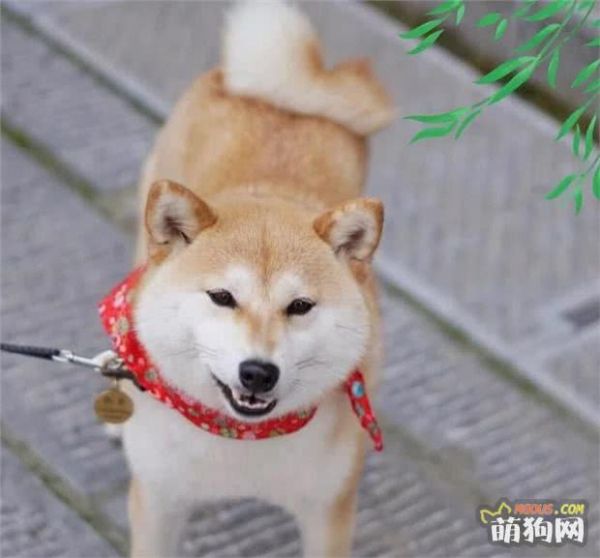 季节变化，养狗的这些细节你注意到了吗？