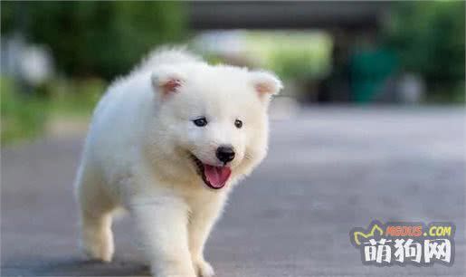 狗狗饮食的一些基本常识
