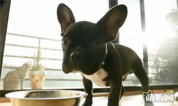 狗狗饮食的一些基本常识