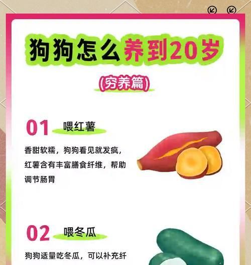 宠物狗需要哪些基础营养品？如何确保营养均衡？