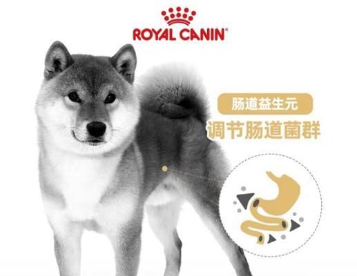 宠物狗的饮食需求（了解狗狗的食量及合理喂养方法，让它们健康快乐成长）