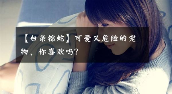 【白条锦蛇】可爱又危险的宠物，你喜欢吗？文章配图
