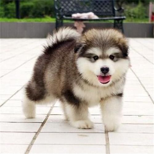 狗狗的性格和什么相关