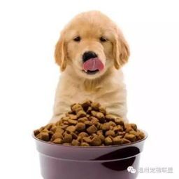 宠物专家揭秘：狗粮优劣辨析技巧