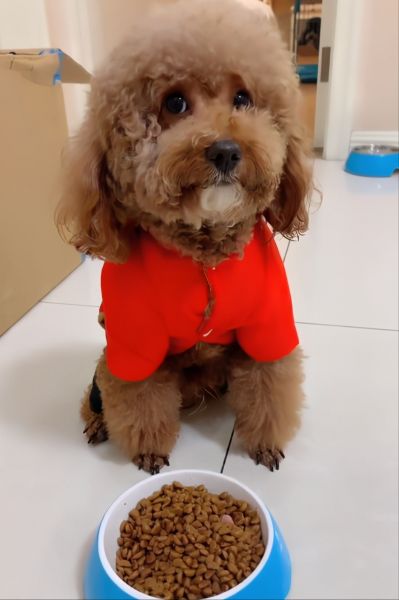 贵宾犬吃什么食物好