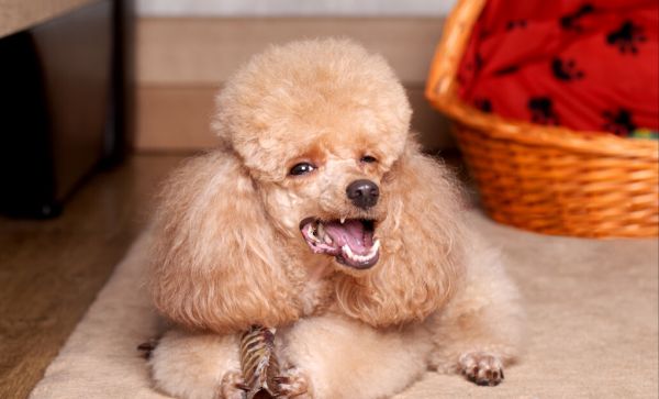 贵宾犬吃什么食物好