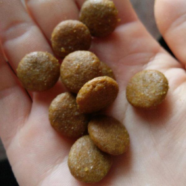 贵宾犬吃什么食物好