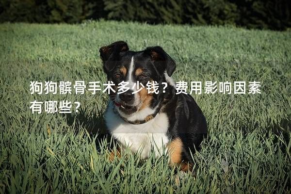狗狗髌骨手术多少钱？费用影响因素有哪些？
